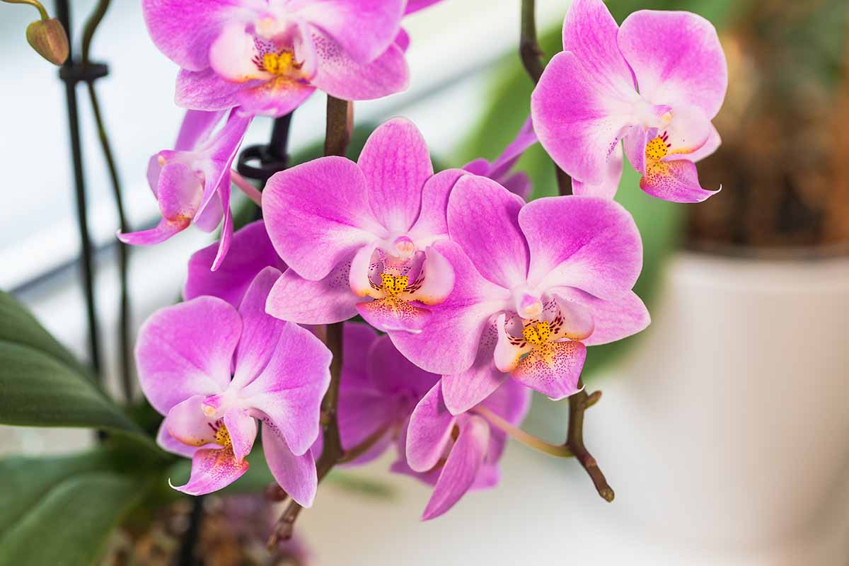 A close up horizontal image of pink orchid flowers growing in a pot indoors pictured on a soft focus background.