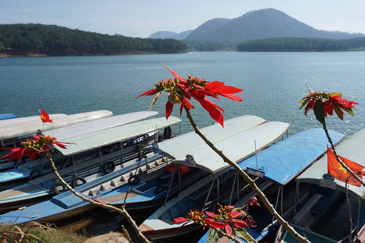 A horizontal image of a poinsettia plant with bright red bracts with a lake and boats in the background.