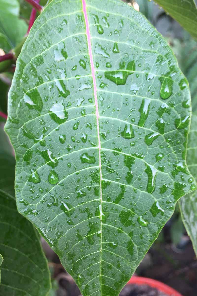 A close up vertical image of a Euphorbia pulcherrima leaf covered in droplets of water.