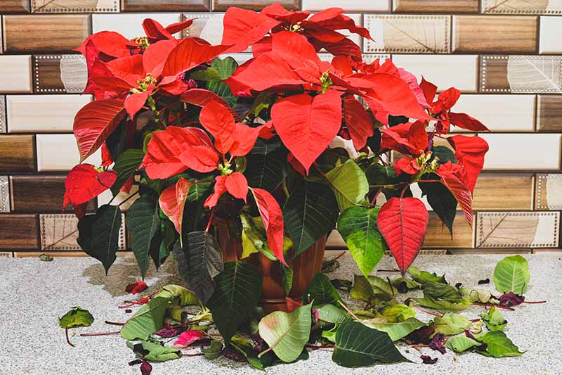 A close up horizontal image of a poinsettia plant that is dropping its leaves set on a concrete surface with ugly tiles in the background.