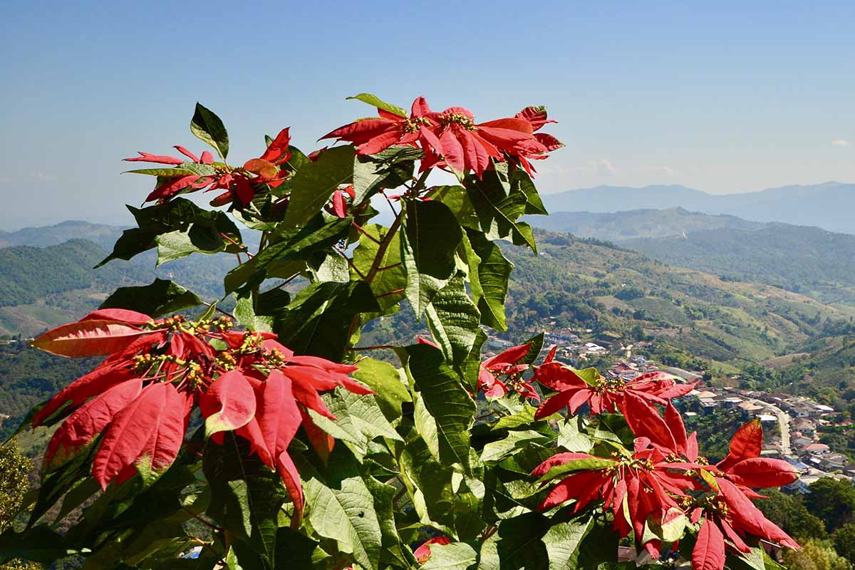 A horizontal image of a large Euphorbia pulcherrima plant growing on the side of a hill with a view of valleys and mountains in the background.