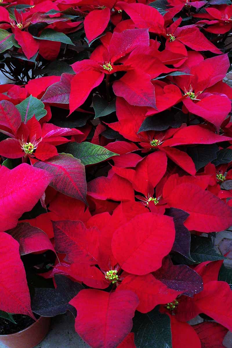 A close up vertical image of potted poinsettia plants in bloom at Christmastime.