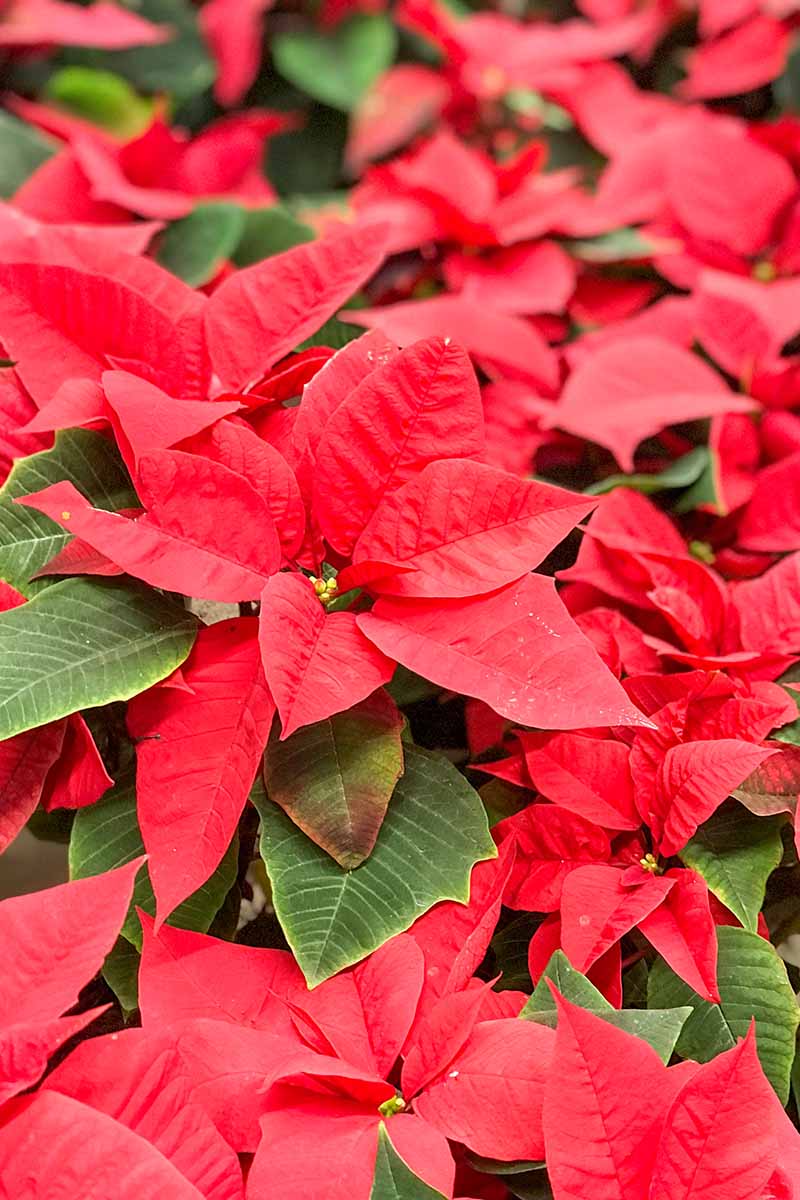 A close up vertical image of poinsettia plants with deep green leaves and bright red bracts.