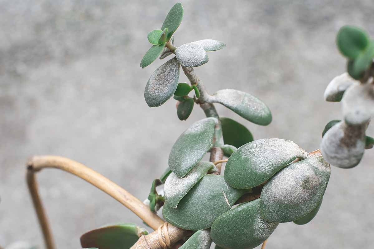 A close up horizontal image of a jade plant (Crassula ovata) with powdery mildew on the surface of the foliage.
