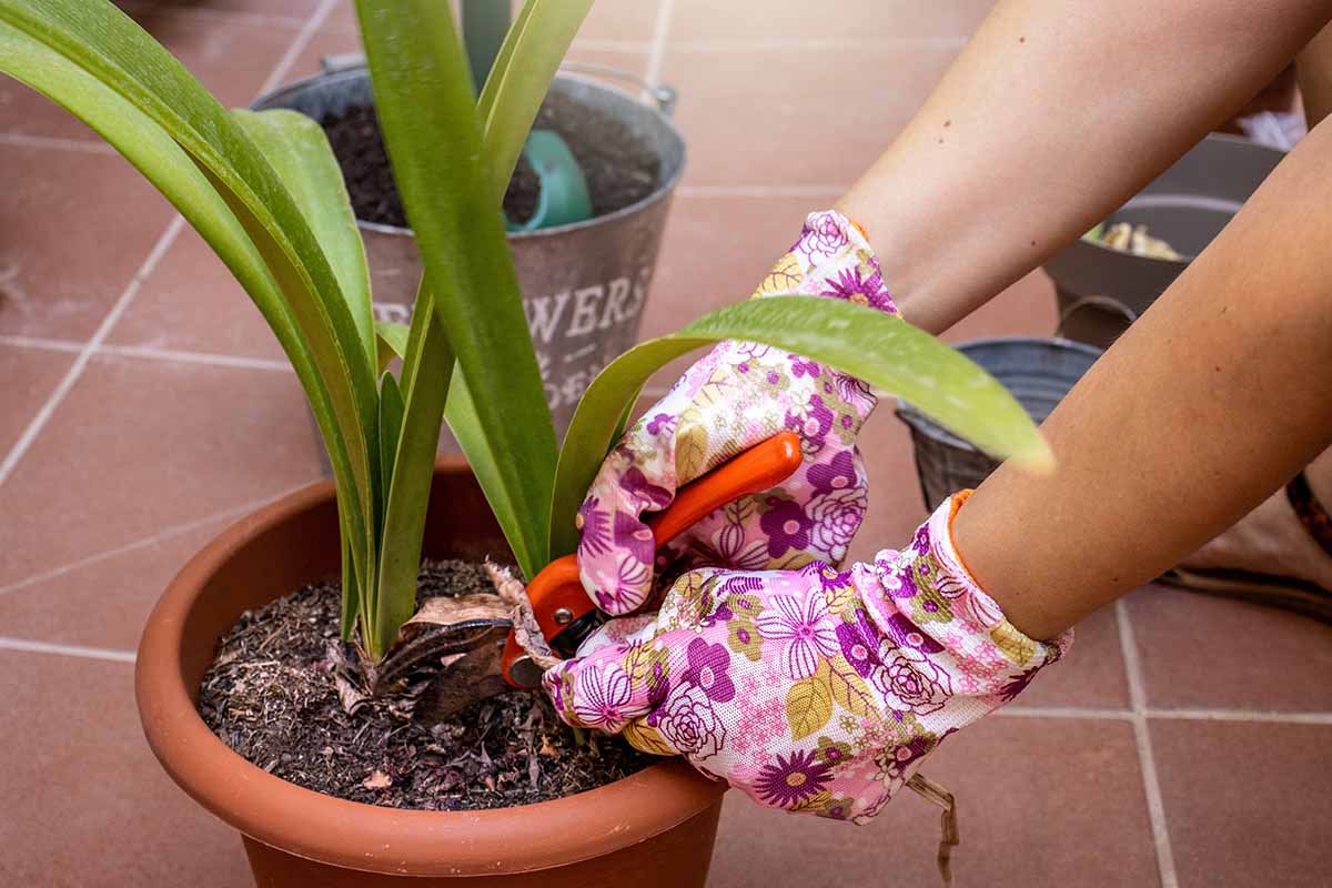 A close up horizontal image of a gardener wearing colorful gloves using a pair of pruners to cut off the flower stalk of an amaryllis plant.