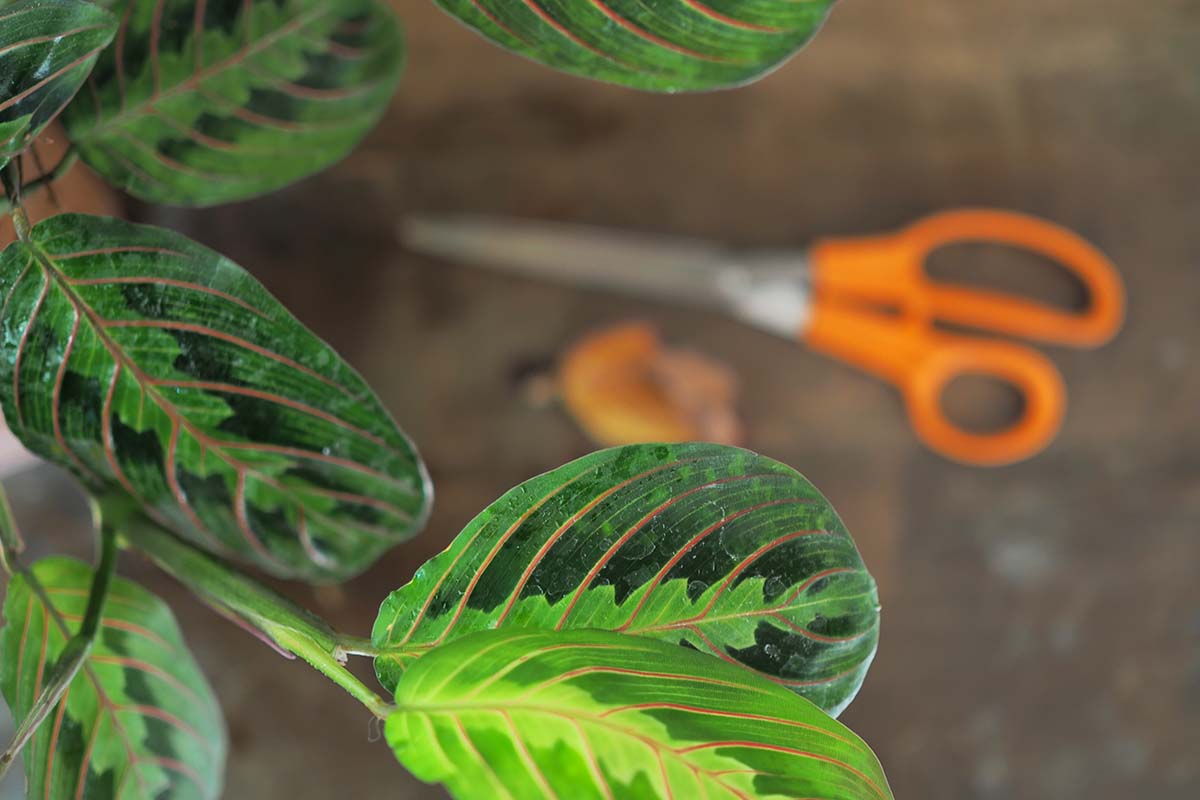 A close up horizontal image of the foliage of a red-veined prayer plant with a pair of scissors in soft focus in the background.