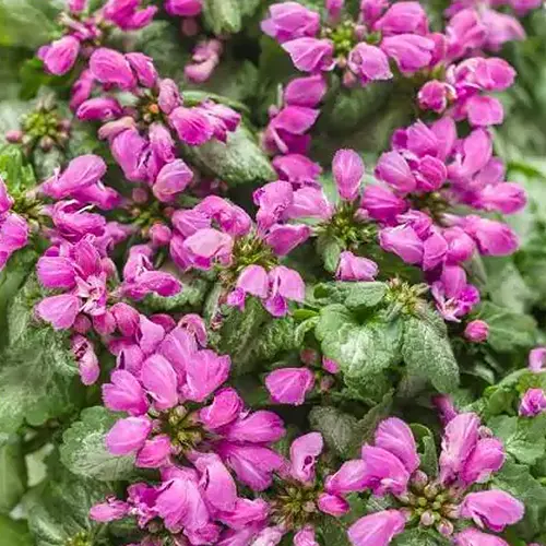 A close up of the pink flowers and variegated foliage of Lamium maculatum 'Purple Chablis,' a variety of deadnettle.