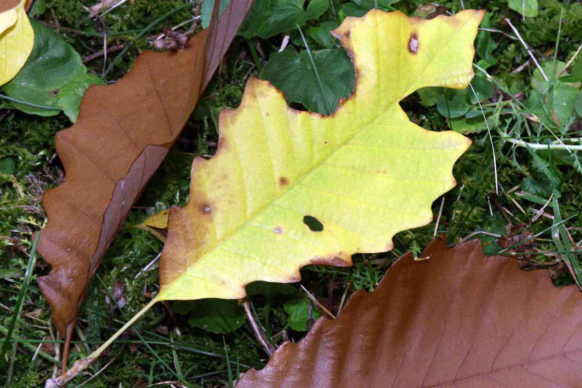 A close up horizontal image of chinkapin oak leaves fallen to the ground in autumn.