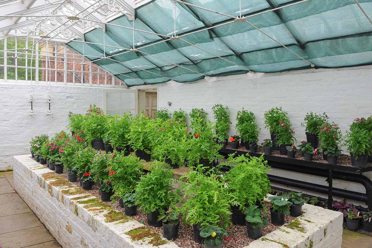 A horizontal image of raised garden beds and shelves in a covered greenhouse with a variety of potted plants growing.