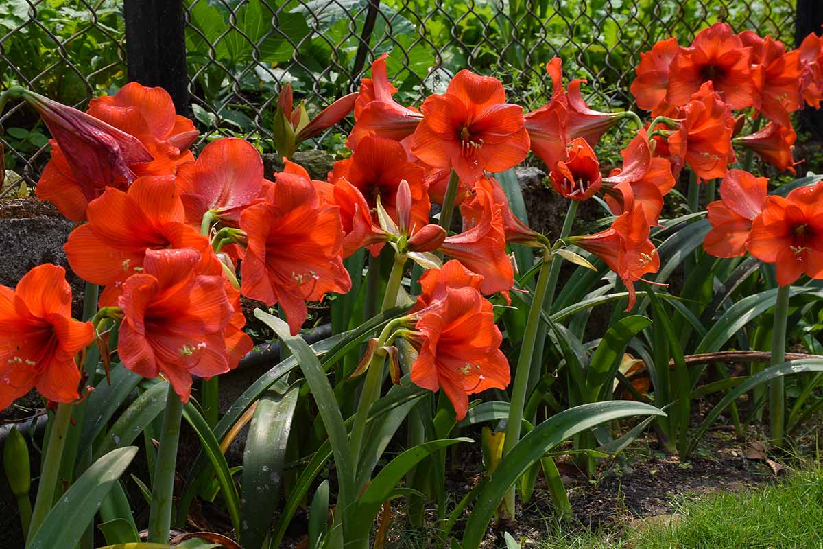 A close up horizontal image of a garden border planted with bright red amaryllis flowers with a chain link fence in the background.