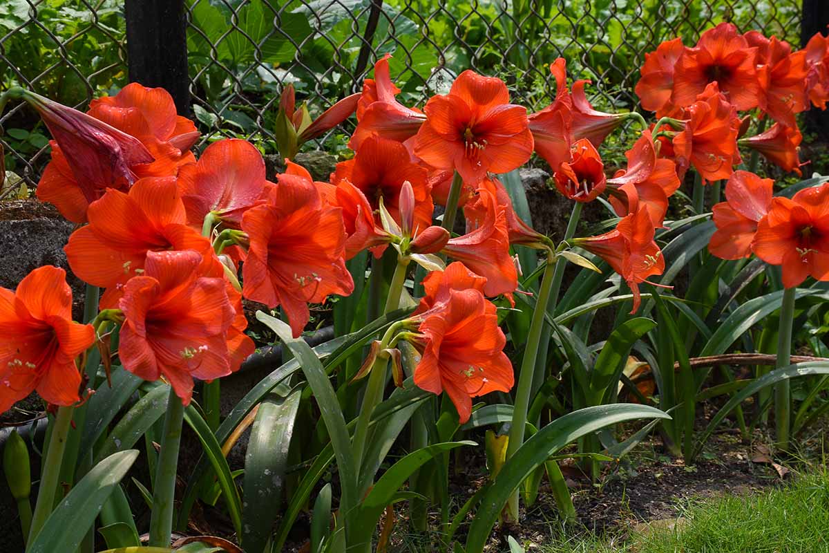 50 Graines D'Amaryllis Arcobaleno (lys) - Importées De Hollande | Pour Jardin, Vase, Bonsaï