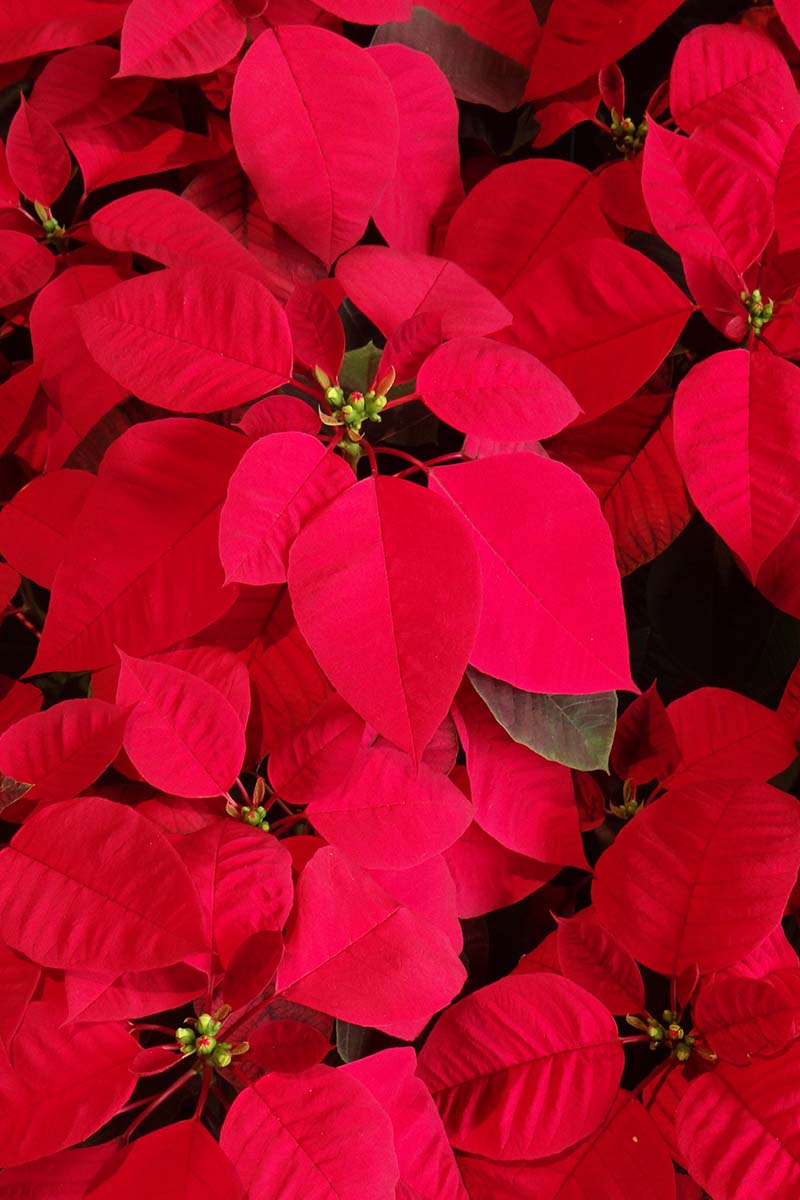 A close up vertical image of red poinsettia plants growing in the garden.