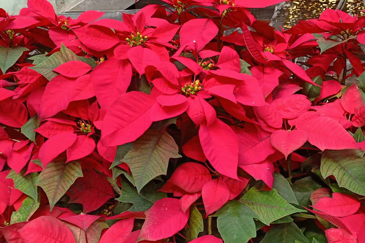 A close up horizontal image of potted poinsettia plants with red bracts and green foliage at Christmastime.