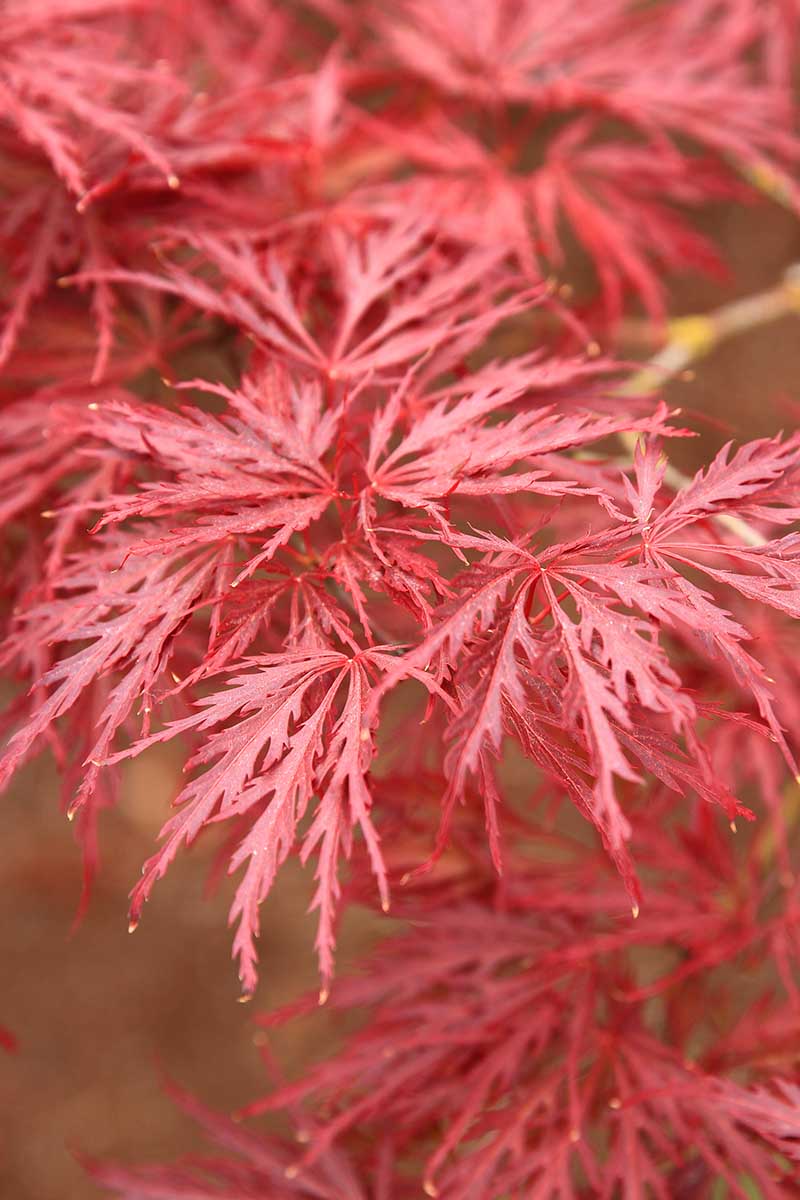 A close up vertical image of the foliage of 'Red Dragon' Japanese maple growing in the garden pictured on a soft focus background.