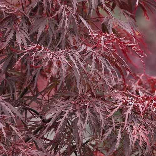 A close up square image of the lacy foliage of 'Red Dragon' growing in the garden.