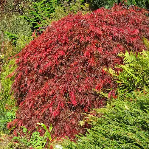 A square image of 'Red Select' Japanese maple growing in the garden.