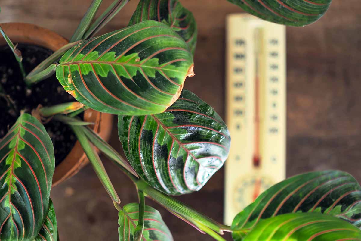 A close up horizontal image of a red-veined maranta with a thermometer in soft focus in the background.