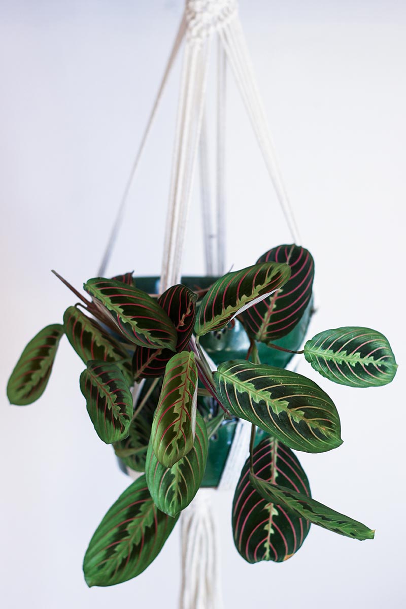 A vertical image of a red-veined prayer plant (Maranta leuconeura var. erythroneura) growing in a hanging basket pictured on a white background.