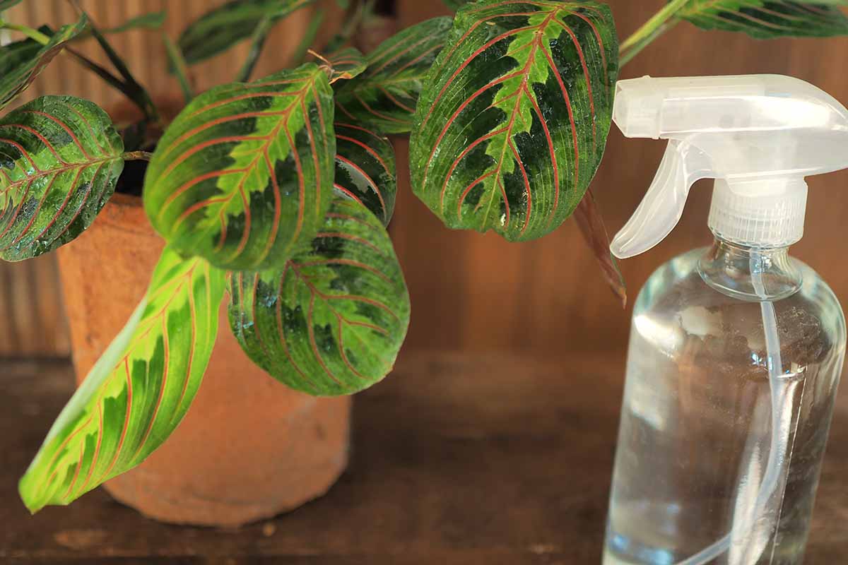 A close up horizontal image of a red-veined prayer plant growing in a pot with water droplets on the foliage and a spray bottle next to it.