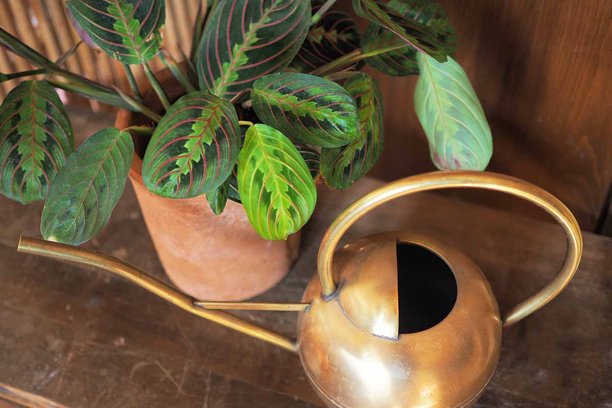A close up horizontal image of a red-veined prayer plant growing in a terra cotta pot set on a wooden surface with a bronze watering can next to it.