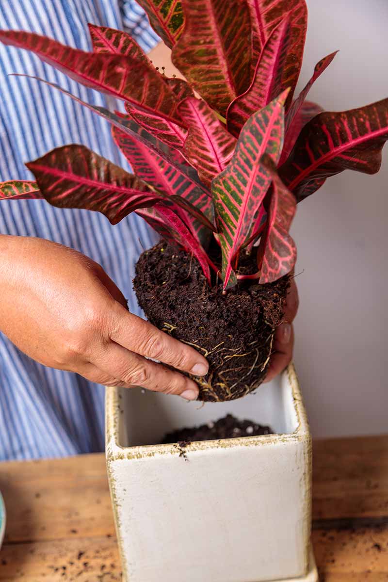 A close up vertical image of a gardener repotting a croton plant into a square container.