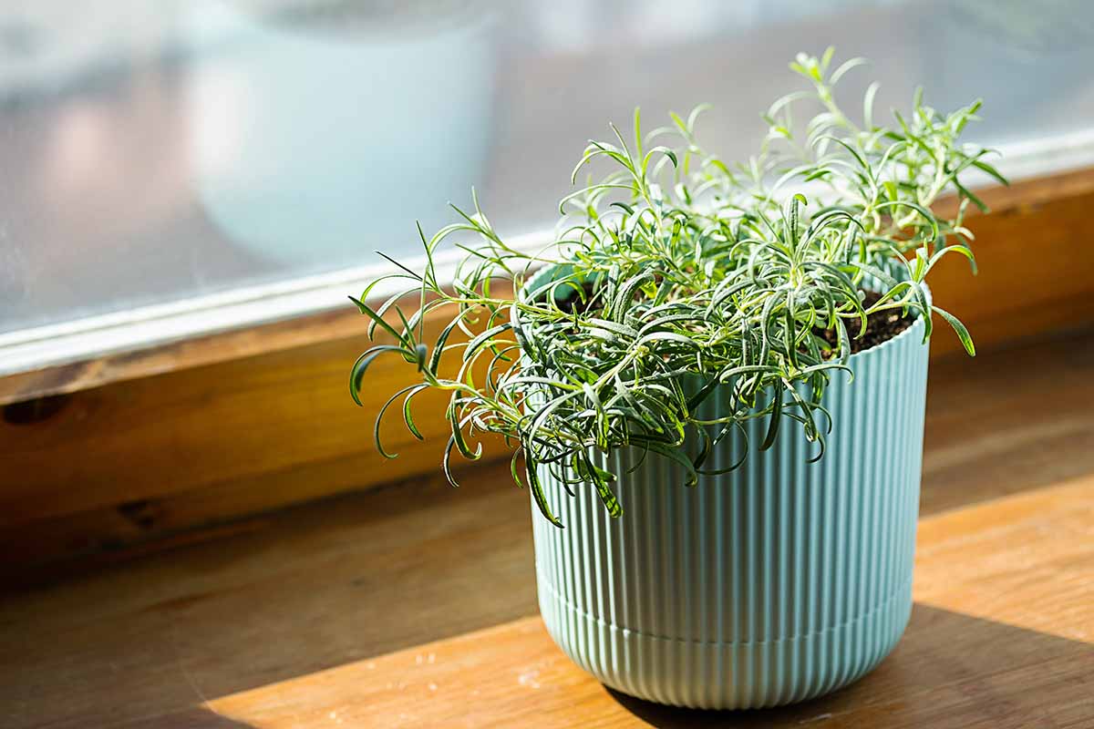 A close up horizontal image of a potted rosemary plant set on a sunny windowsill indoors.