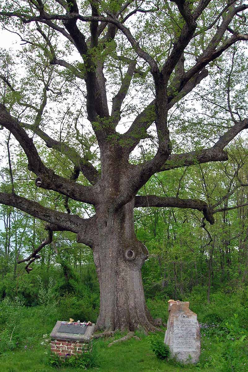 A vertical image of a sacred oak tree in Pennsylvania growing in a wooded area.
