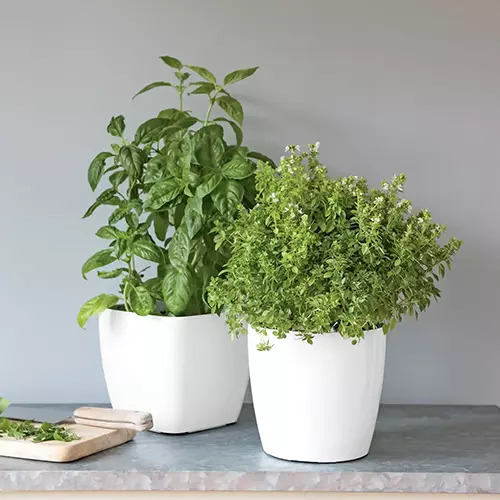 A square image of two white self-watering planters with herbs growing in them, set on a kitchen counter.