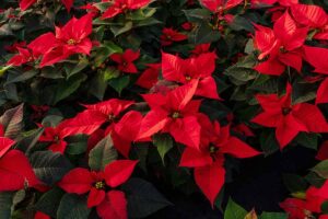 A close up horizontal image of potted poinsettias with red bracts and green foliage.