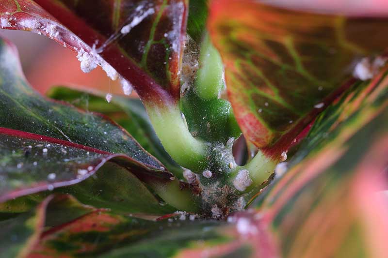 A close up horizontal image of a houseplant infested with mealybugs.