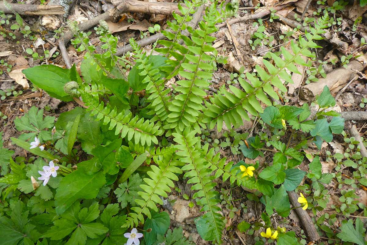 A close up horizontal image of a young Christmas fern (Polystichum acrostichoides) growing outdoors with weeds and spring flowers surrounding it.