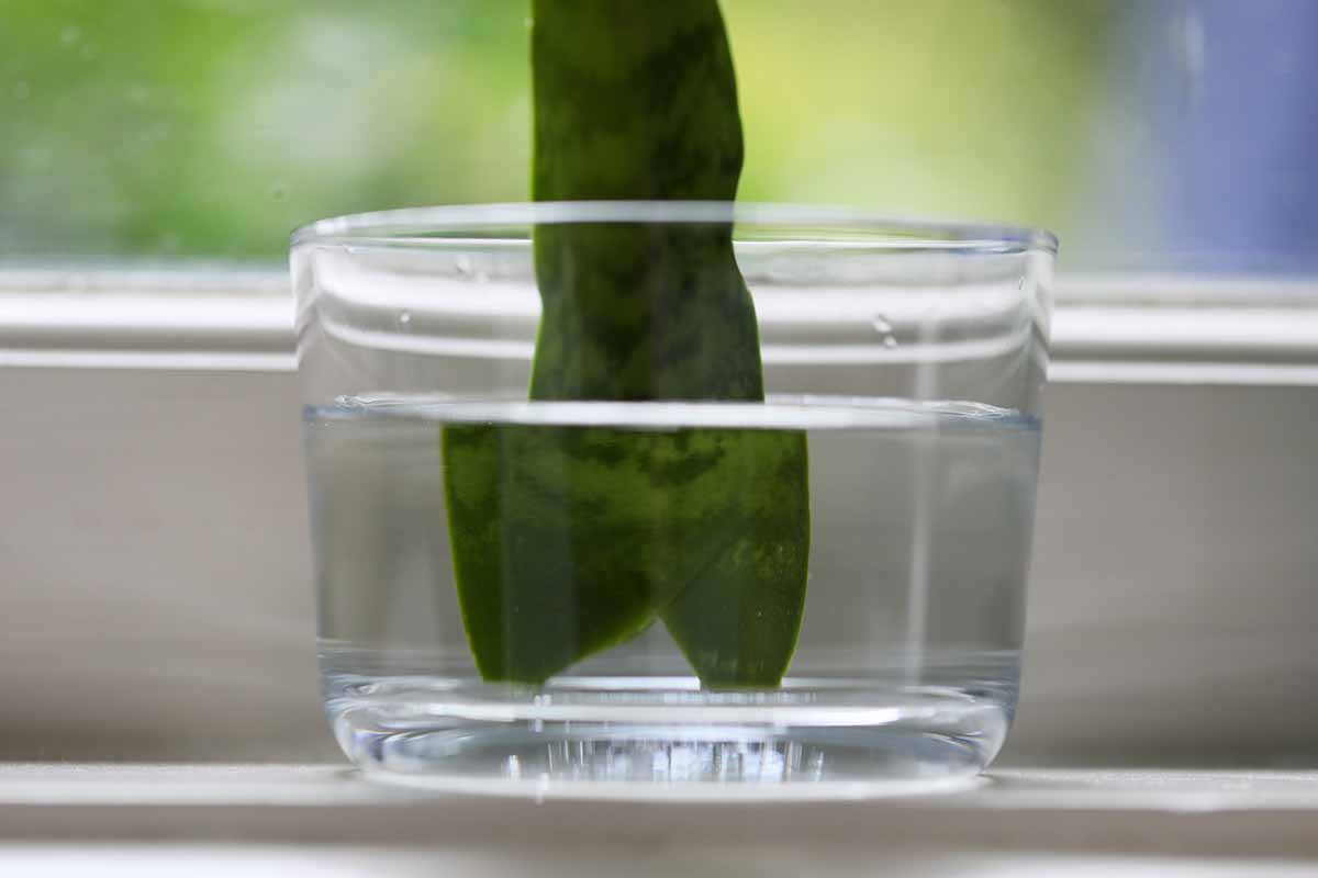 A close up horizontal image of a snake plant leaf cutting standing up in a jar of water, set on a windowsill.