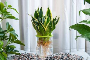 A close up horizontal image of Dracaena trifasciata leaf cuttings taking root in a jar of water, surrounded by decorative pebbles.