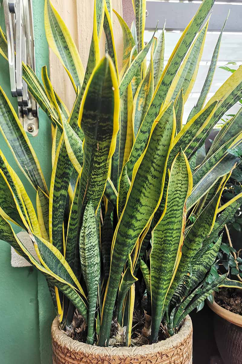 Een close-up verticaal beeld van een grote slangenplant die binnenshuis in een pot groeit.