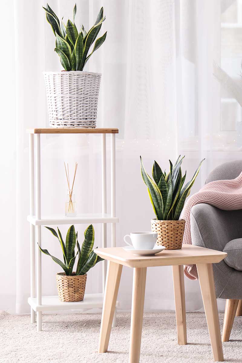 A vertical image of a living room with three snake plants displayed on a wooden table and a shelving unit with a window in the background and a chair to the right of the frame.