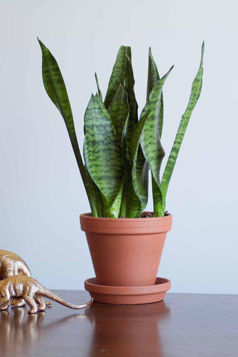A vertical image of a mother-in-law's tongue (Dracaena trifasciata) growing in a terra cotta pot set on a wooden surface indoors.
