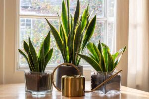 A close up horizontal image of three snake plants (Dracaena trifasciata) planted in pots set on a wooden table with a sash window in the background and a watering can beside them.