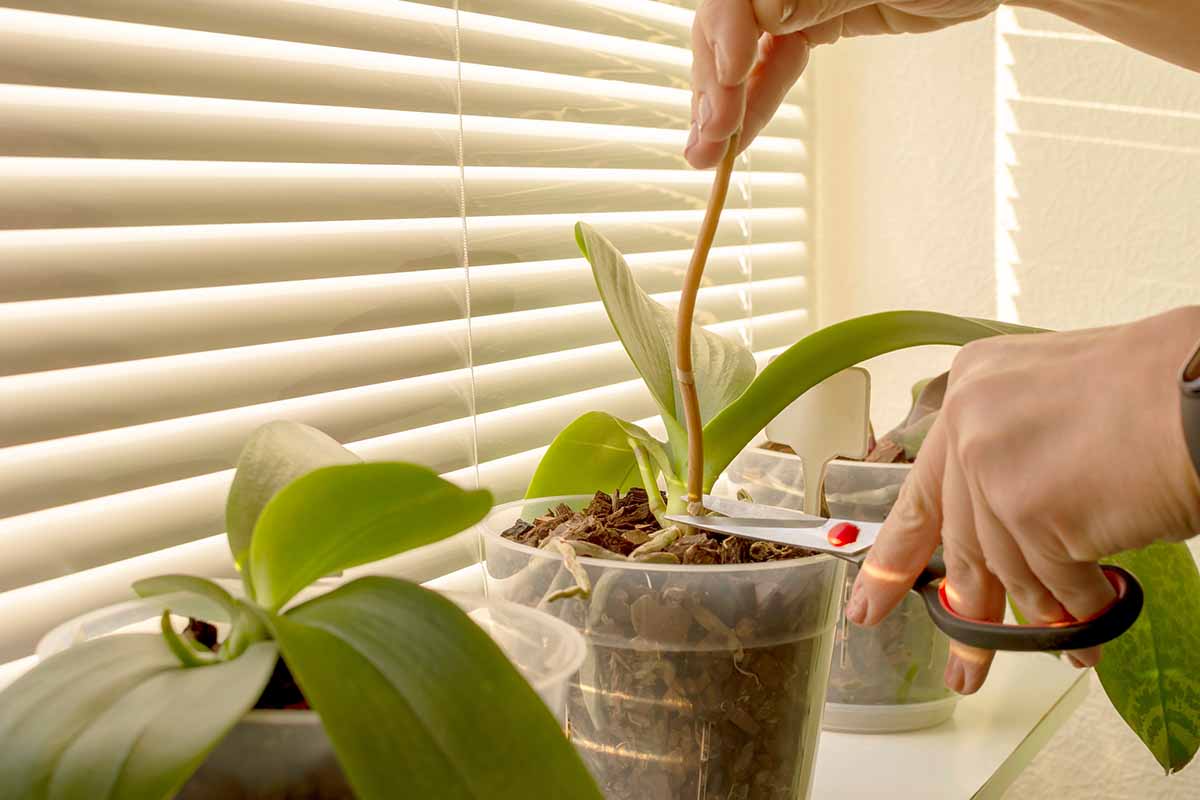 A close up horizontal image of a gardener snipping off a flower stalk from a houseplant.