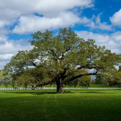 A square image of a Southern live oak tree in a large paddock with blue sky and clouds in the background.
