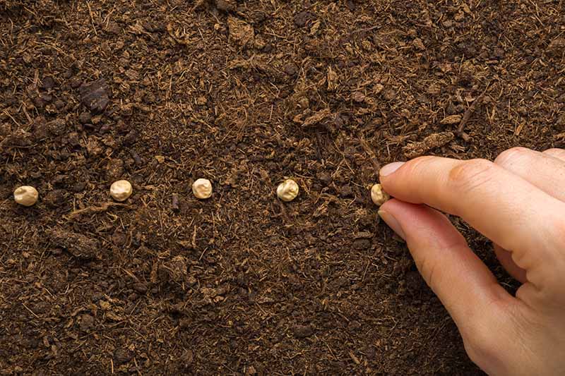 A close up horizontal image of a hand from the right of the frame sowing a row of seeds into dark rich soil.