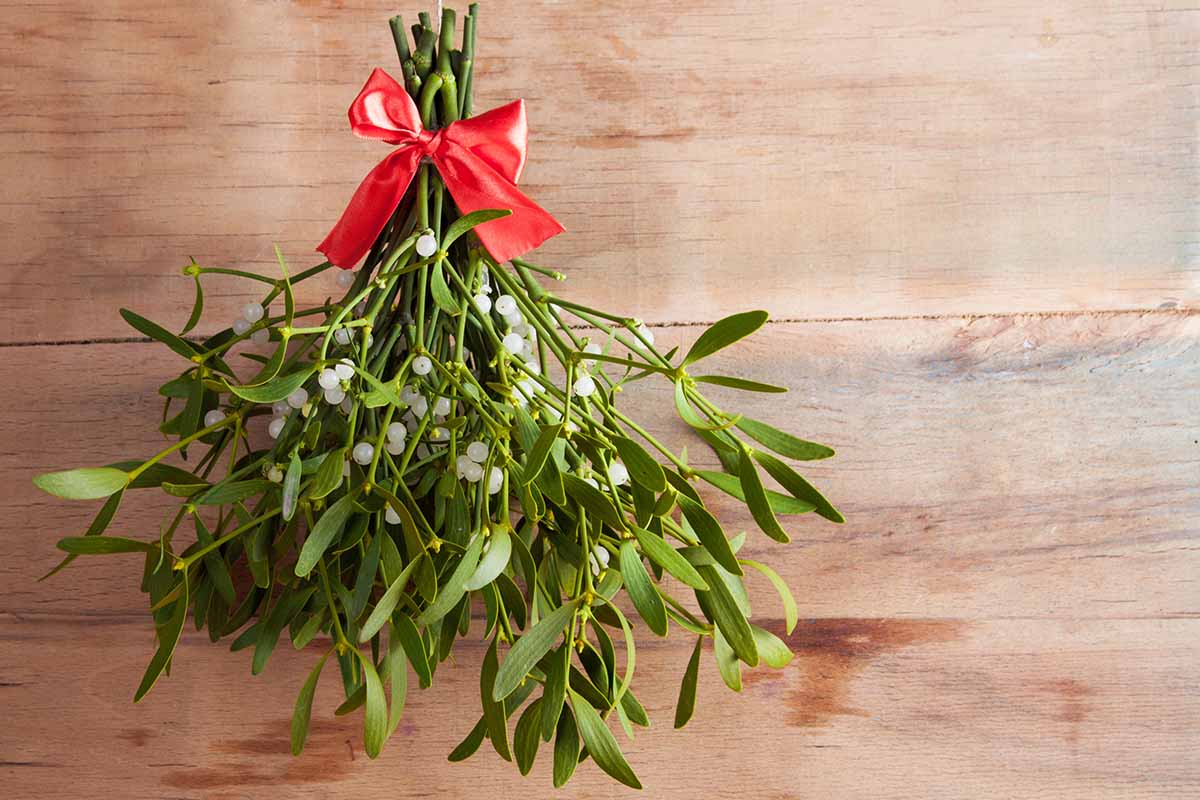 A close up horizontal image of a bunch of mistletoe tied together with red ribbon hanging upside down. In the background is a wooden wall.