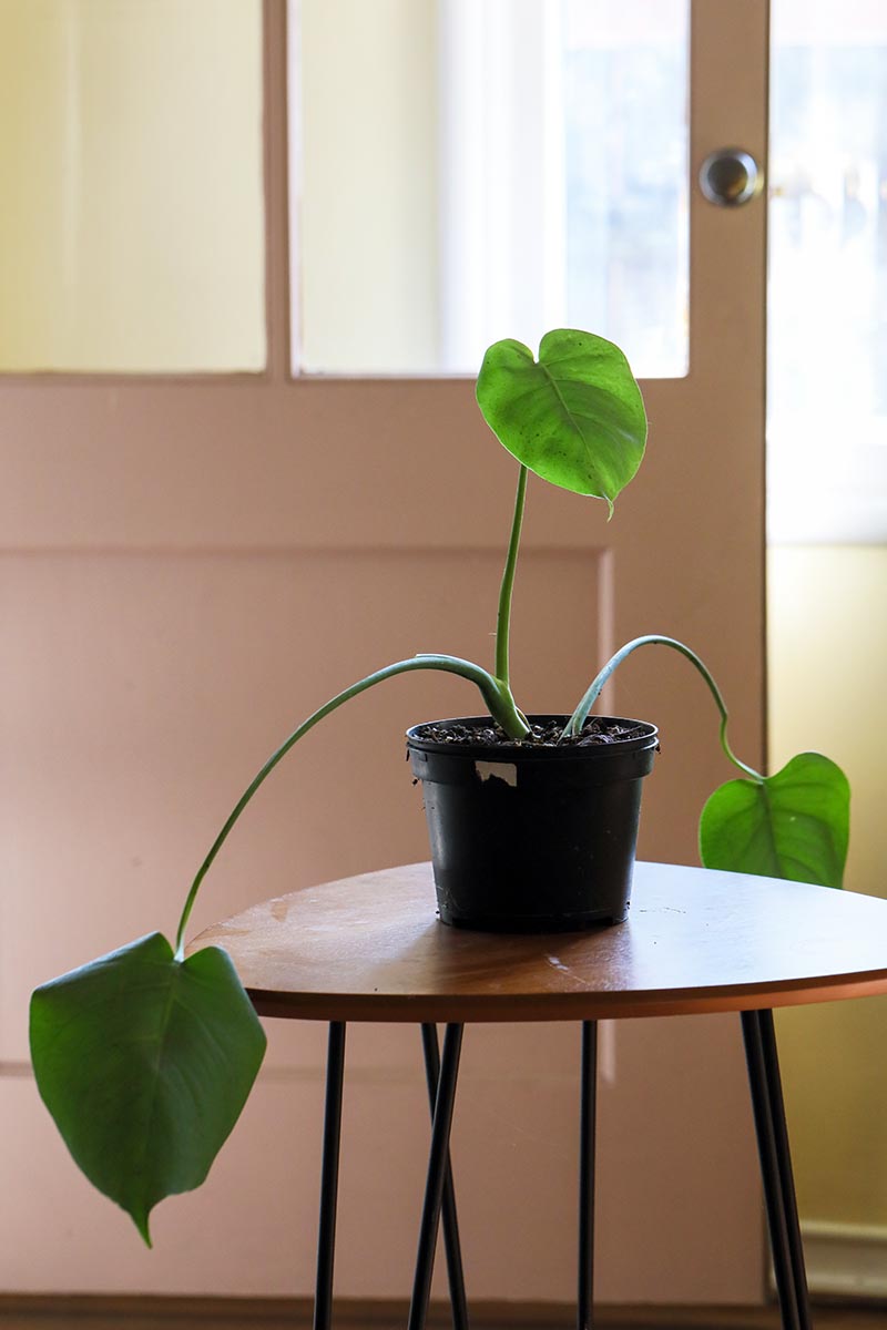 A close up vertical image of a Swiss cheese plant cutting planted in a small pot set on a wooden table.