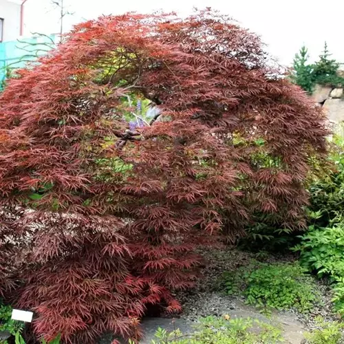 A square image of Acer palmatum 'Tamukeyama' growing in the garden.