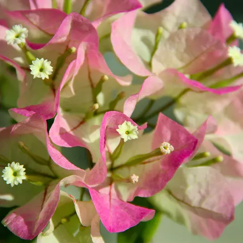 A close up square image of 'Thai Delight' bougainvillea flowers pictured on a soft focus background.