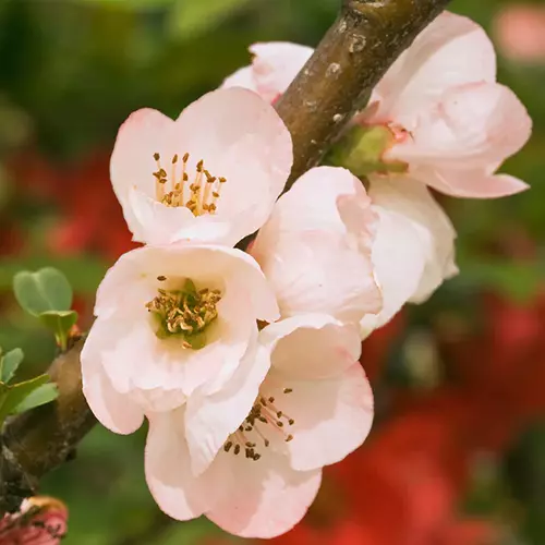 A square image of 'Toyo-Nishiki' Japanese quince flowers pictured on a soft focus background.