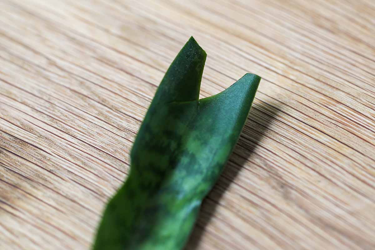 A close up horizontal image of the end of a Dracaena trifasciata cutting cut into a "v" shape for propagation.