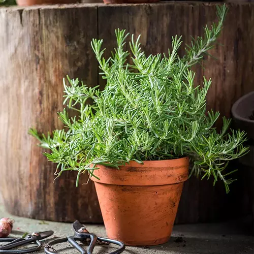 A square image of 'Tuscan Blue' rosemary growing in a terra cotta pot set on a concrete surface.