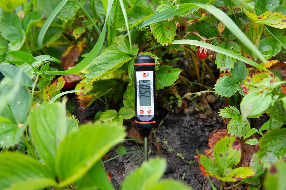 A horizontal image of a digital thermometer taking the temperature of the soil in a vegetable patch.