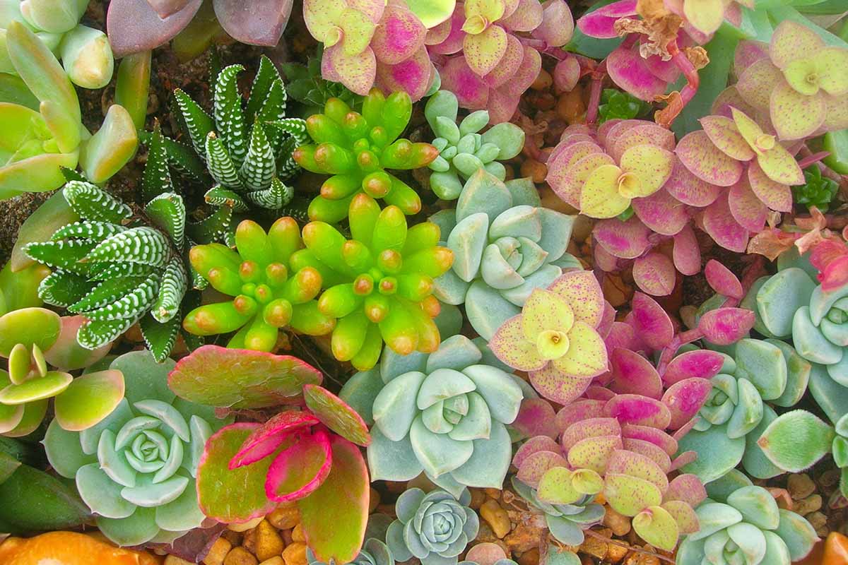 A close up horizontal image of a variety of different succulents growing together.