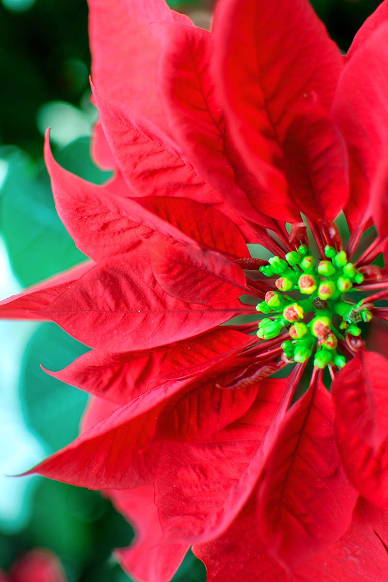 A close up vertical image of a healthy poinsettia plant with bright red bracts and tiny inconspicuous green flowers pictured on a soft focus background.